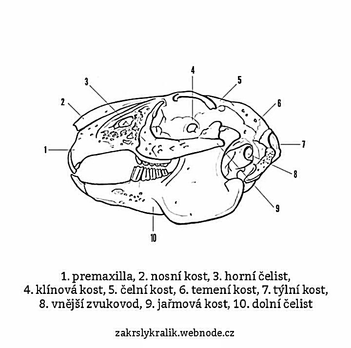 Anatomie Zakrslykralik anatomie-zakrslykralik